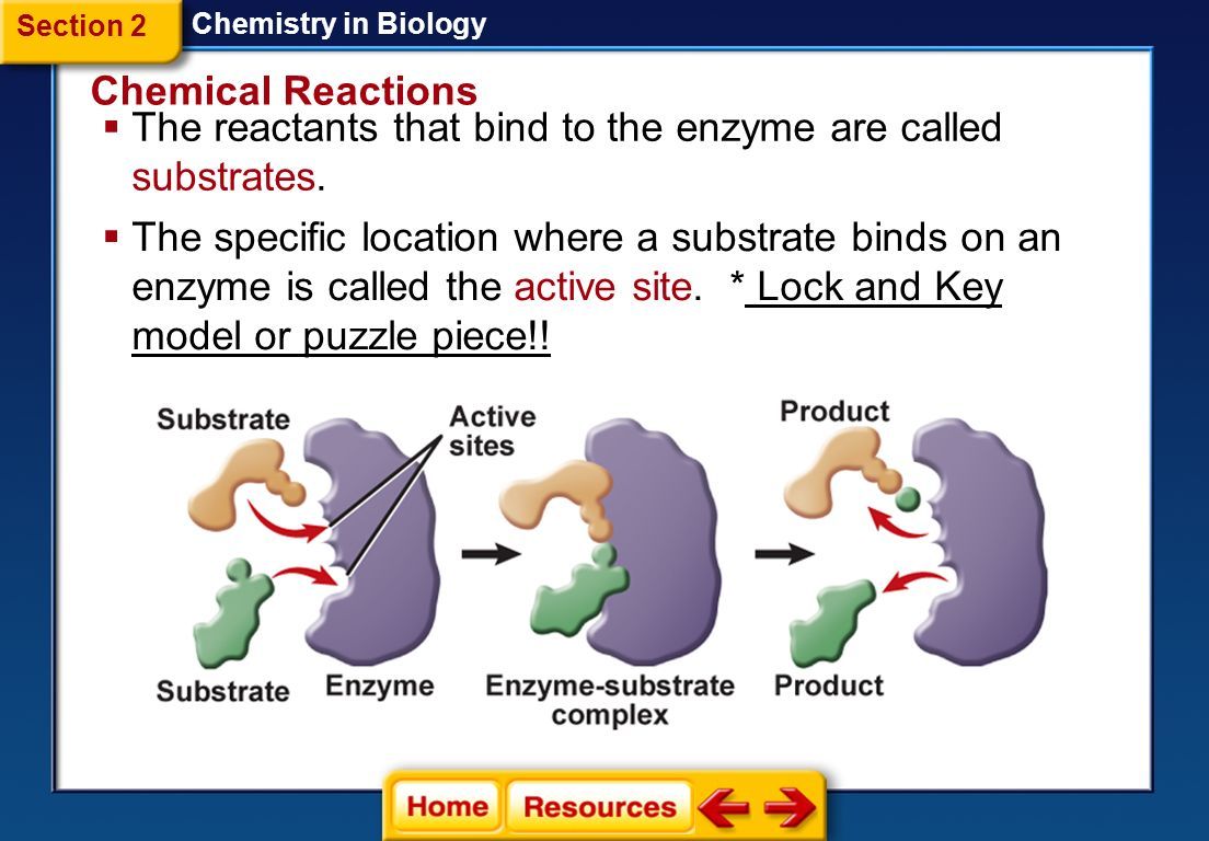 28 The reactants that bind to the enzyme are called substrates Section 2 Chemistry in Biology