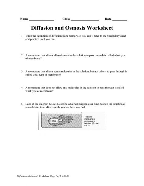 Diffusion And Osmosis Worksheet Answers