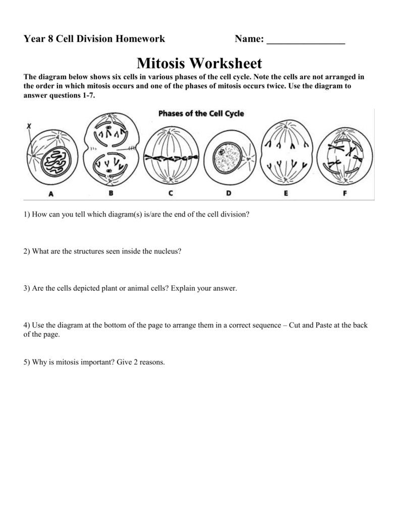 Mitosis Worksheet 290