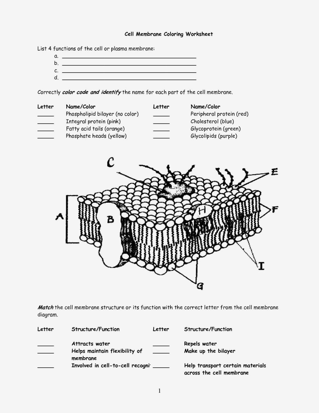 Membrane Structure And Function Worksheet - Nidecmege Within Cell Membrane Images Worksheet Answers