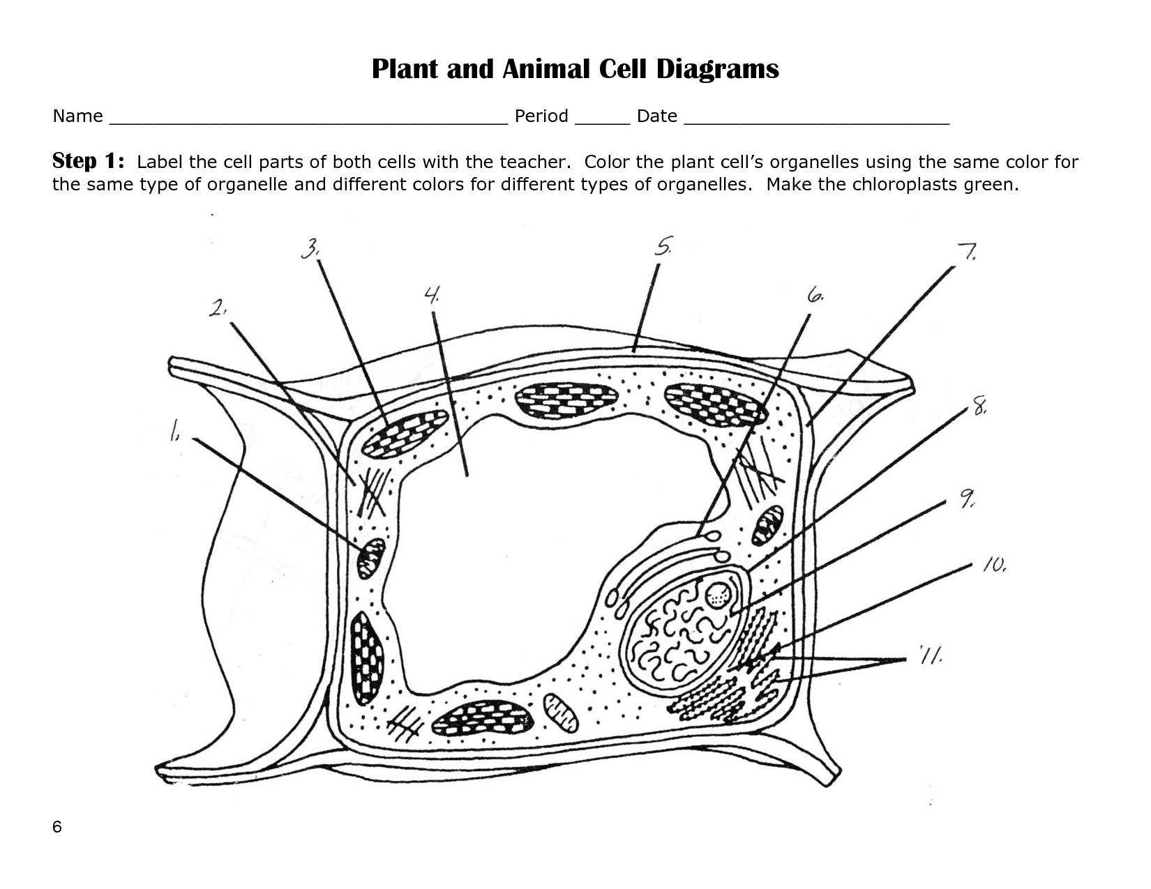 Cells And Their Organelles Worksheet