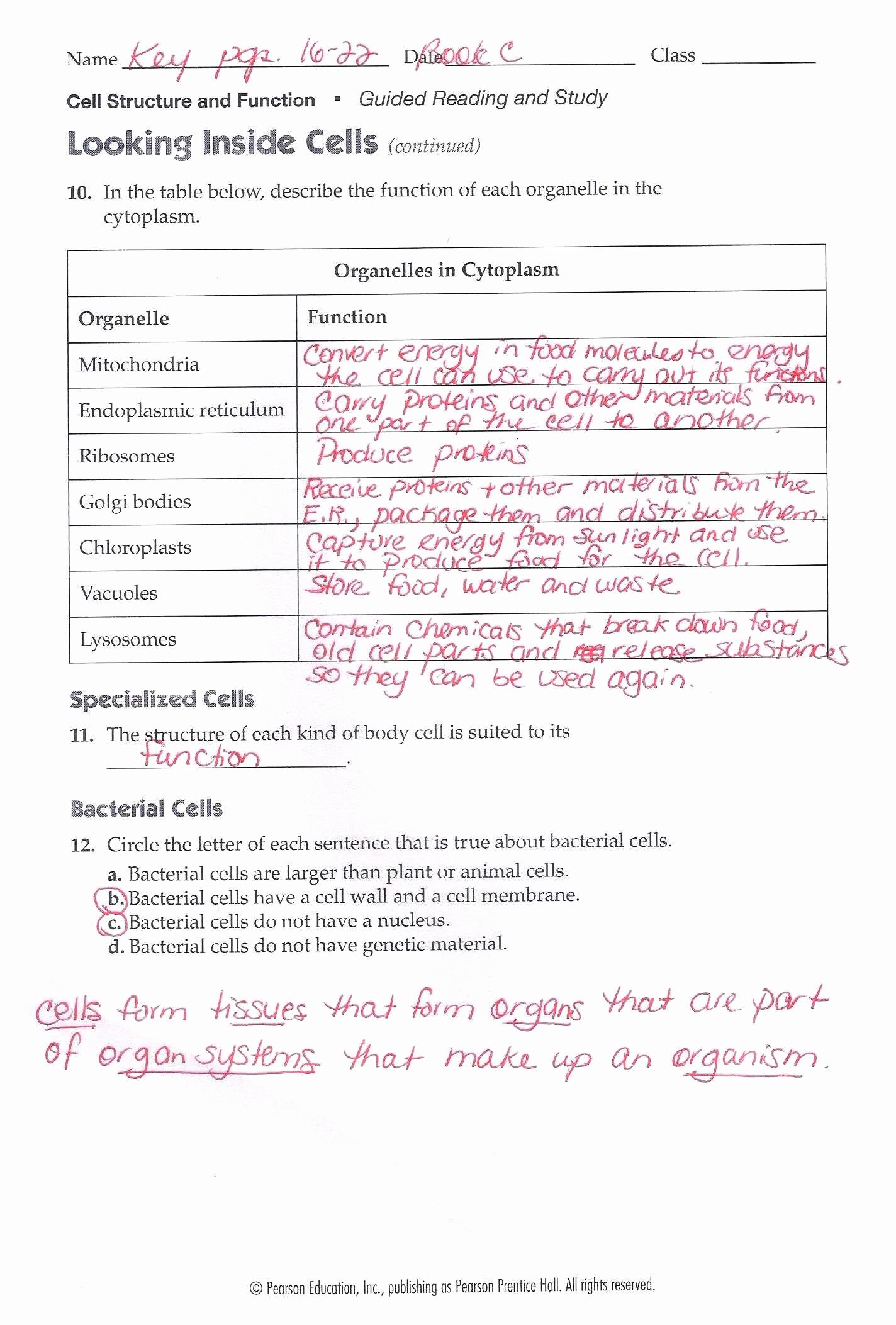 Cell Membrane Structure and Function Worksheet Answers Inspirational Cell Transport Review Worksheet Up Ing Cell Membrane