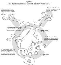 Immune System For Kids Worksheets Human immune system reacts Kids Worksheets Lymphatic System First