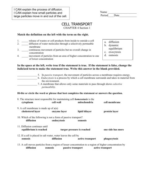 Cell Membrane Worksheet Answers