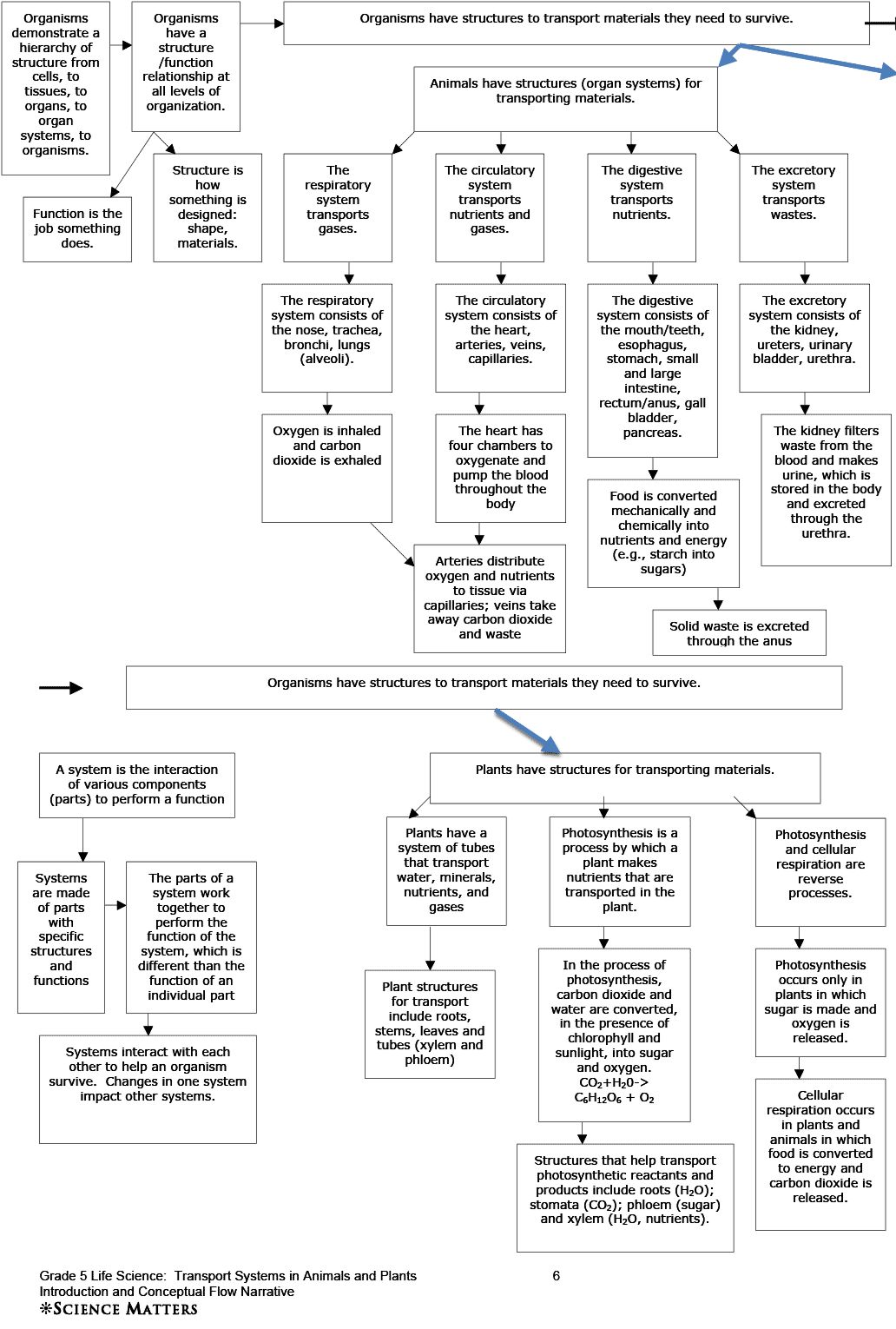 Cellular Transport Worksheet | Briefencounters