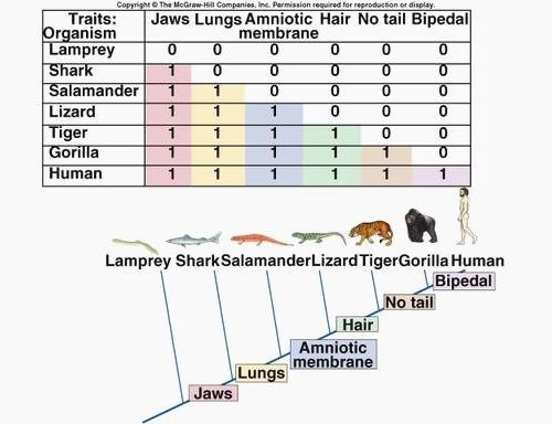 cladogram-worksheet-answer-key-sixteenth-streets