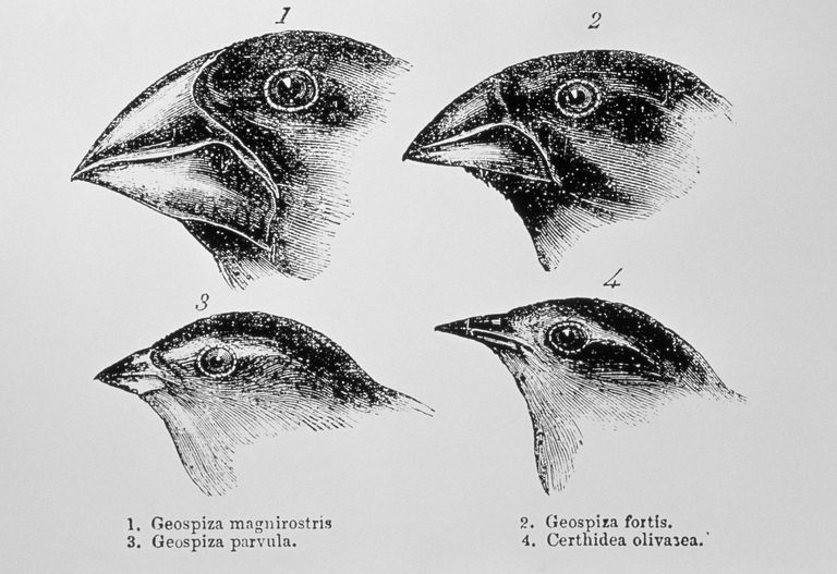 Diagram of beaks of Galapagos finches by Darwin