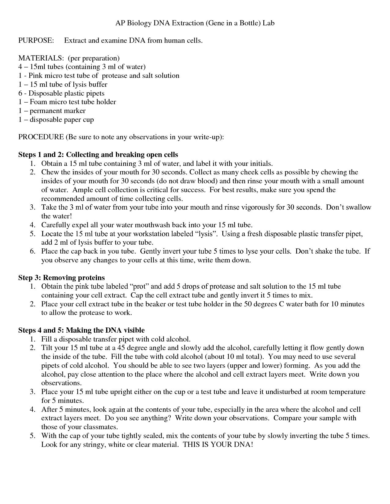 Gel Electrophoresis Worksheet Answers