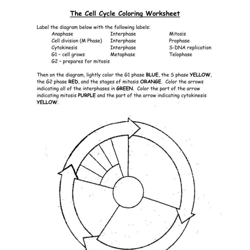 Dna Replication Coloring Worksheet