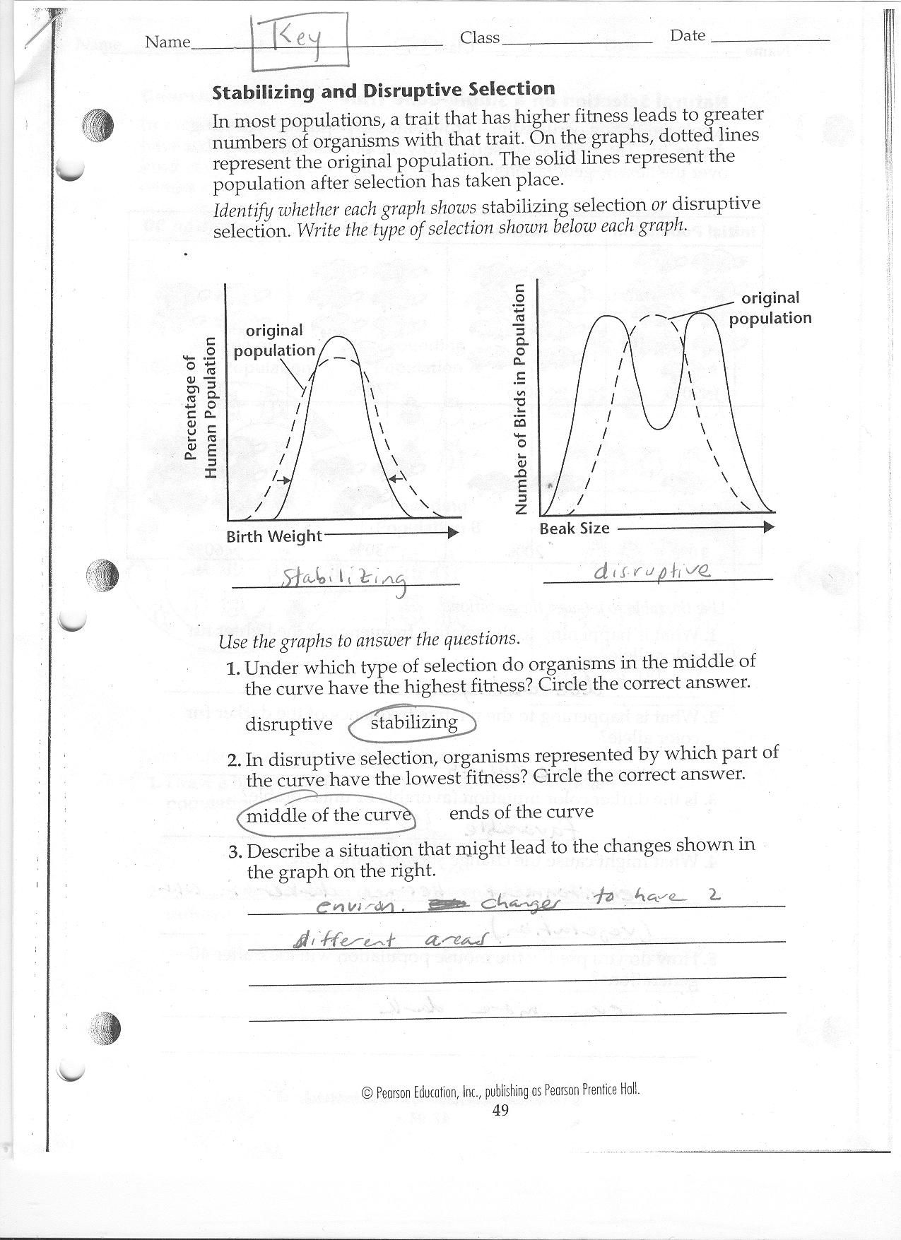 DNA Review Worksheet Answer Key