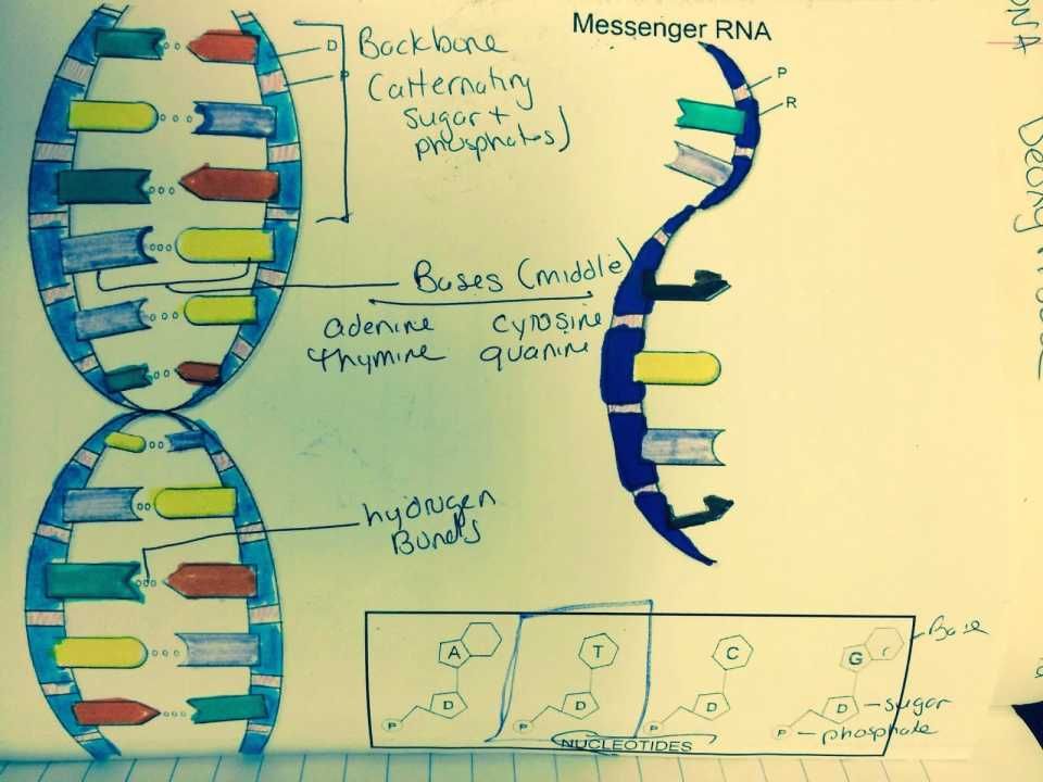 Dna Structure and Replication Worksheet Answers Key ...