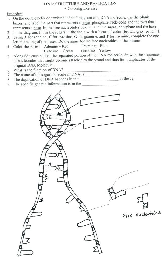 Dna Structure and Replication Worksheet Answers Key ...