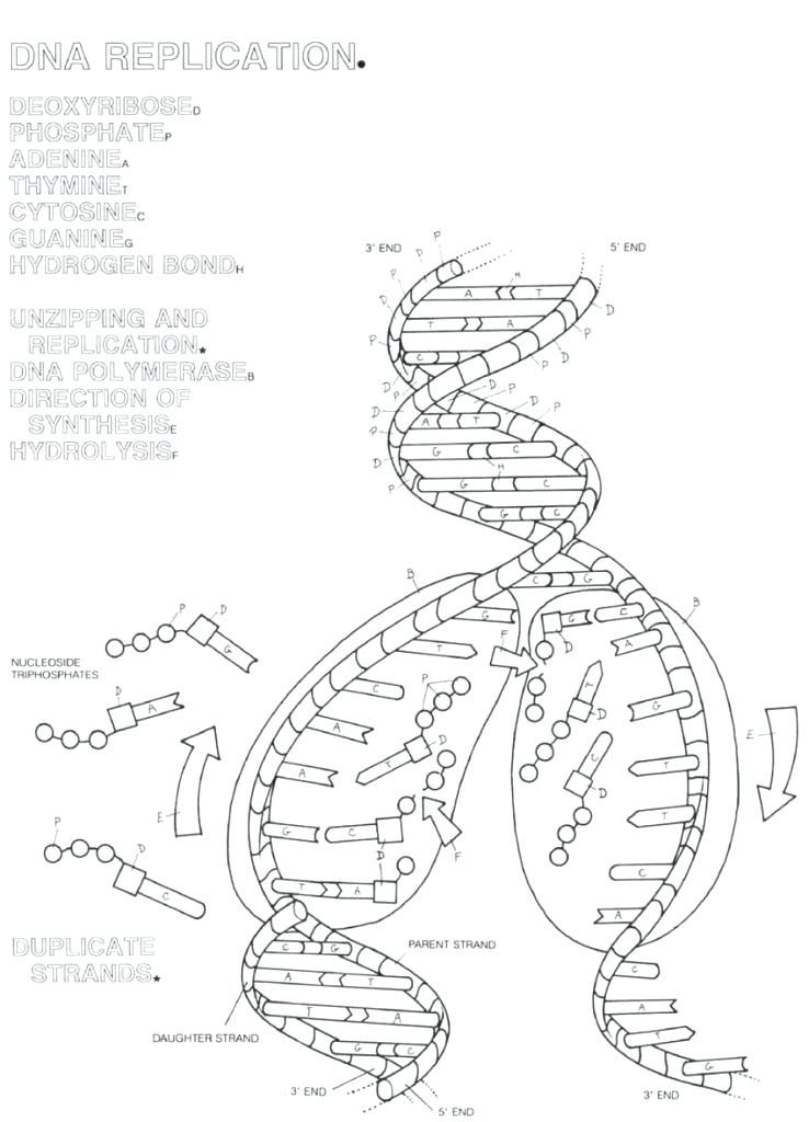 Dna Replication Worksheet Answer Key