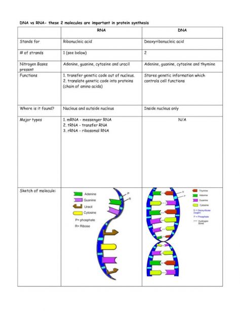 dna structure and replication worksheet answer key with dna