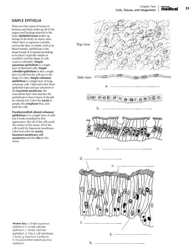 Cells And Tissues Worksheet - Worksheet List