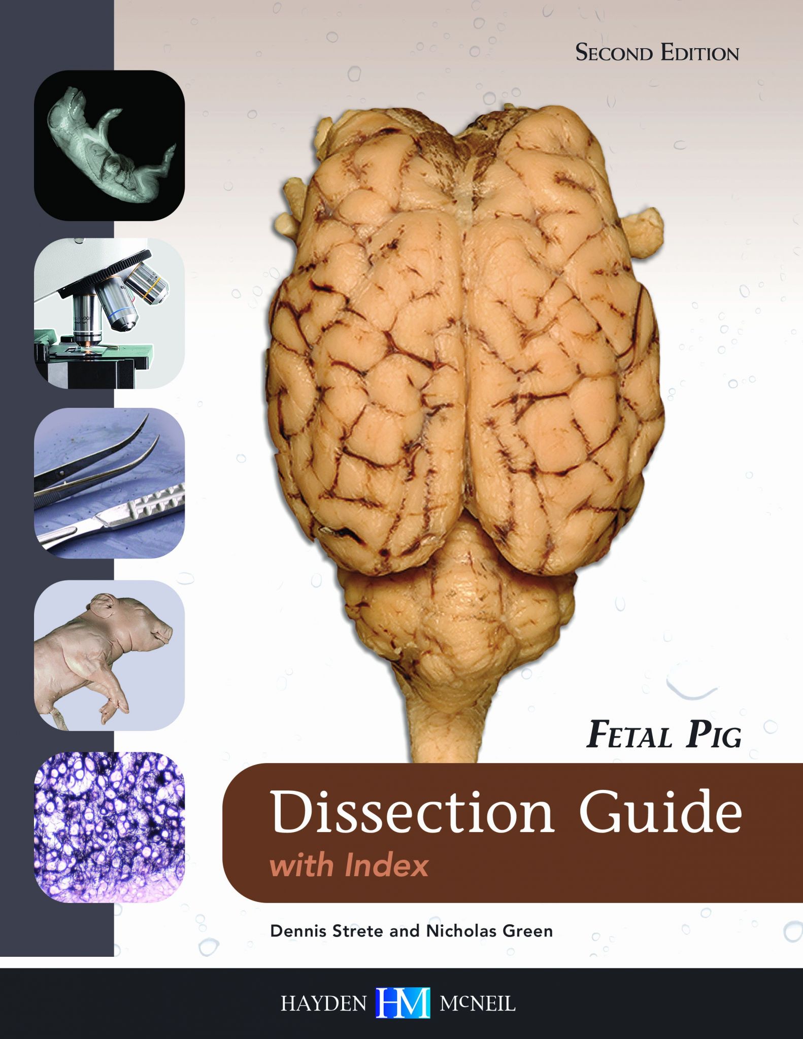 Fetal Pig Dissection Worksheet Answer Key Briefencounters