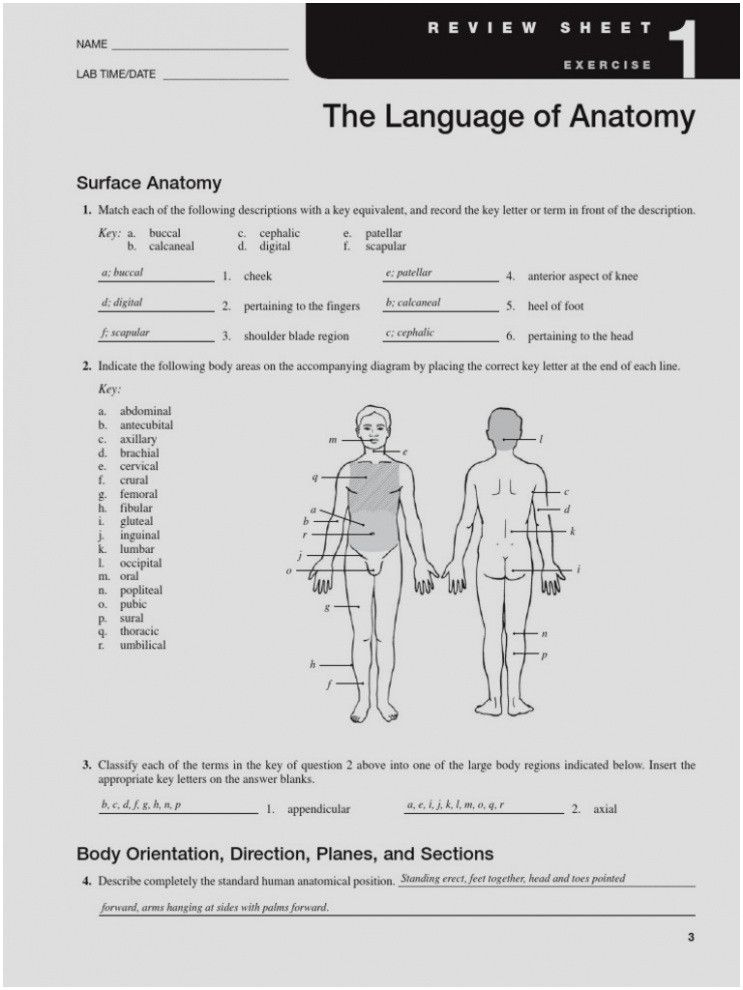 Fetal Pig Dissection Worksheet Answer Key