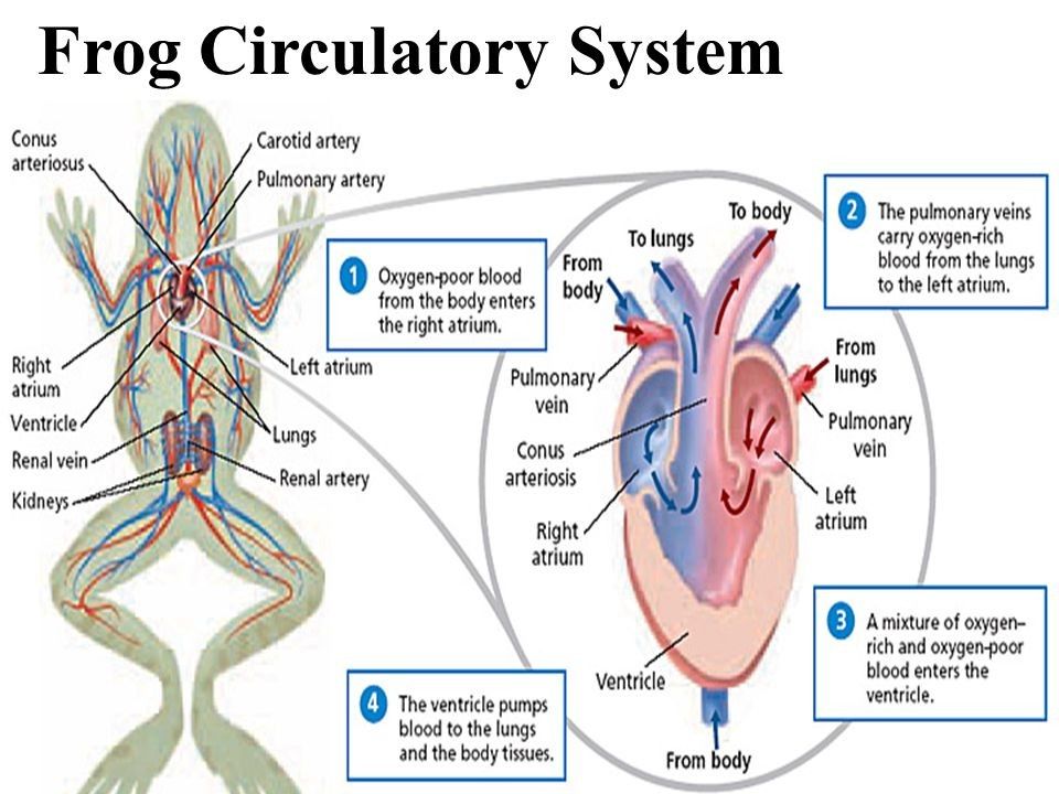 Frog Dissection Worksheet Answers