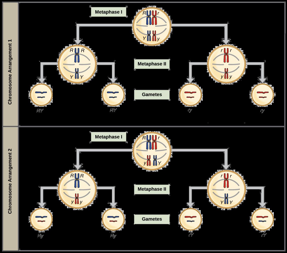 Genetics X Linked Genes Worksheet