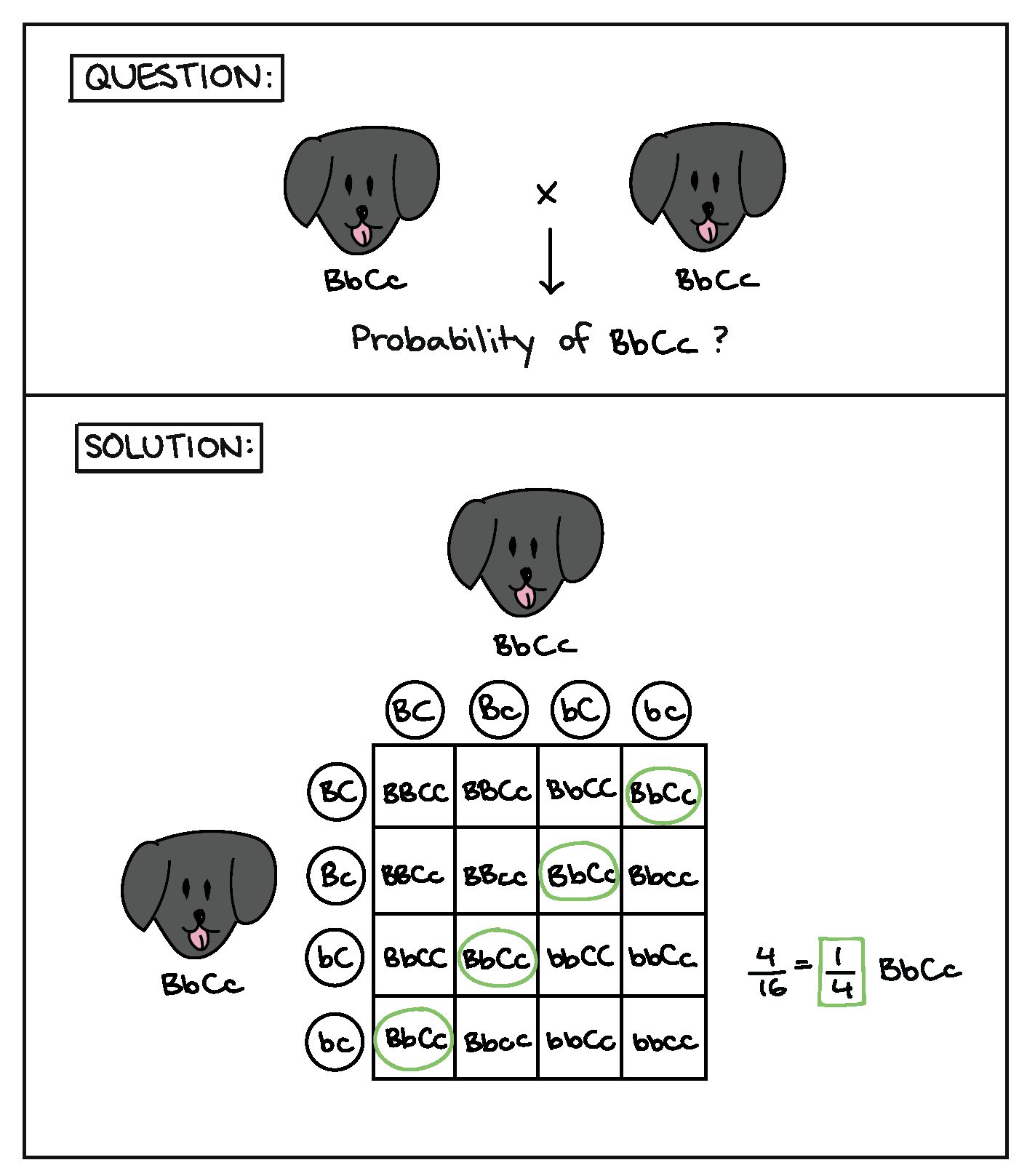 Heredity Vocabulary Worksheet Answers