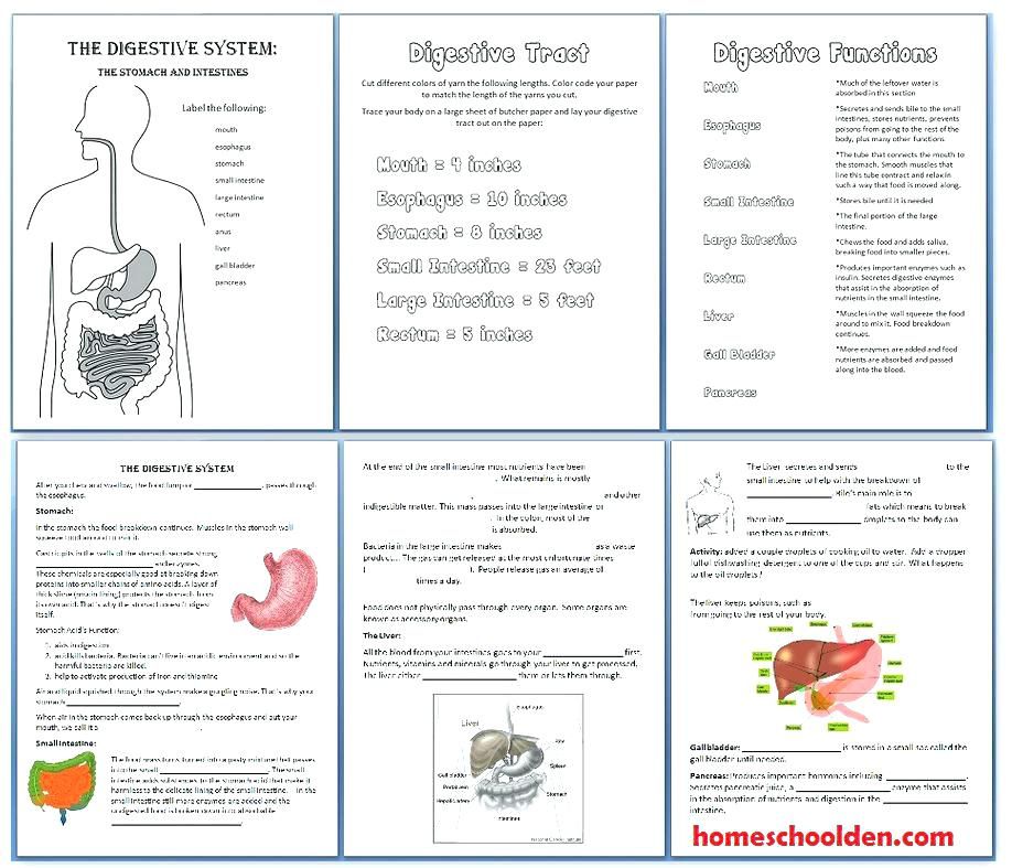 Human Body Systems Worksheet Answer Key