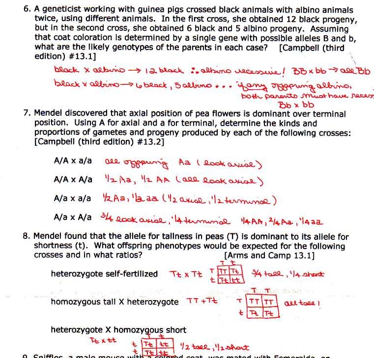 Incomplete Dominance And Codominance Practice Problems Worksheet Answer Key