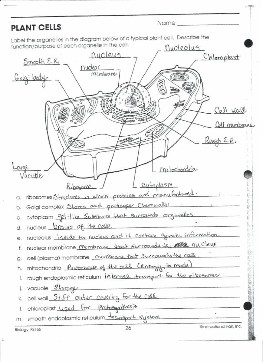 Onion Cell Mitosis Worksheet Answers