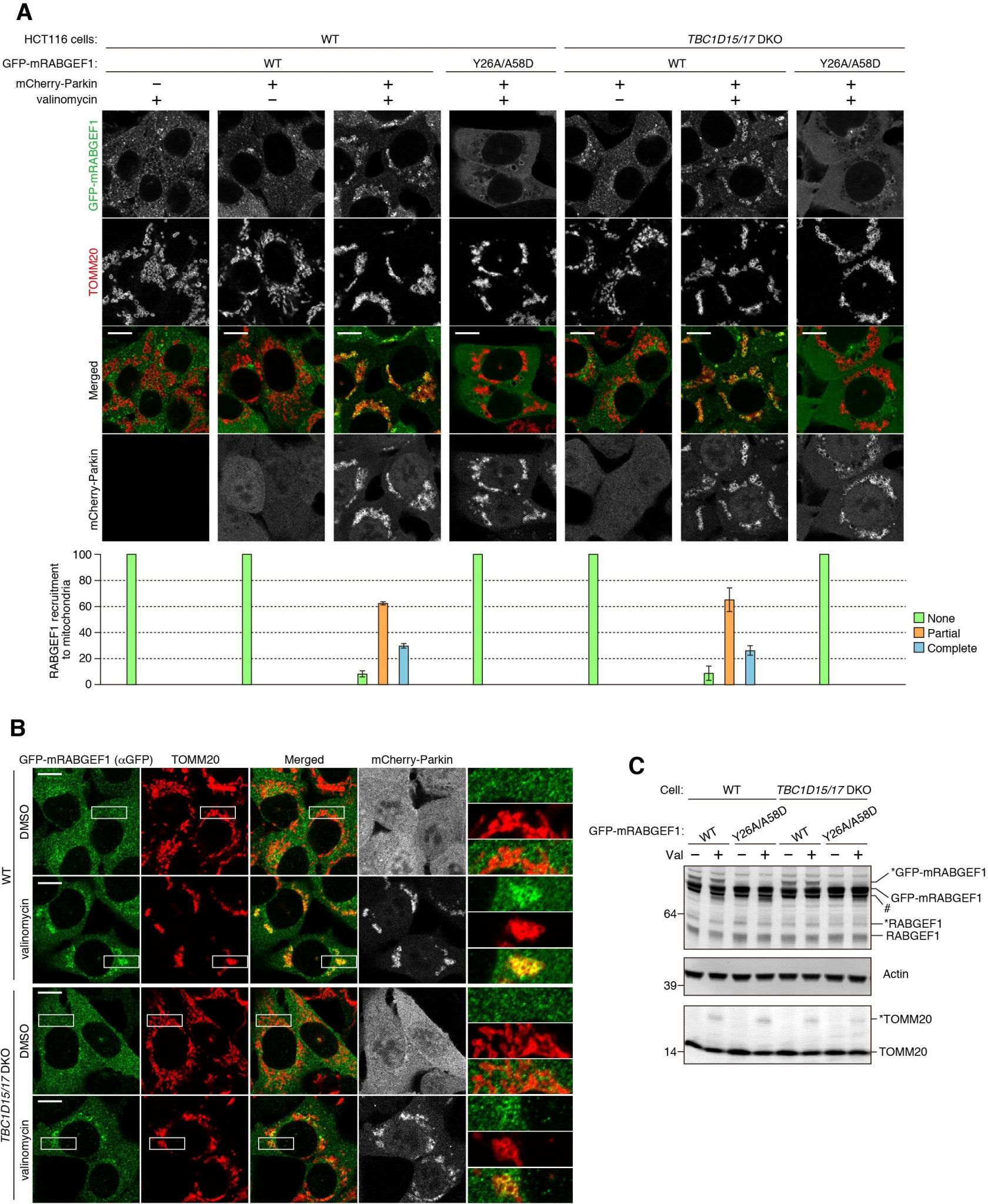 RABGEF1 recruitment to mitochondria during mitophagy