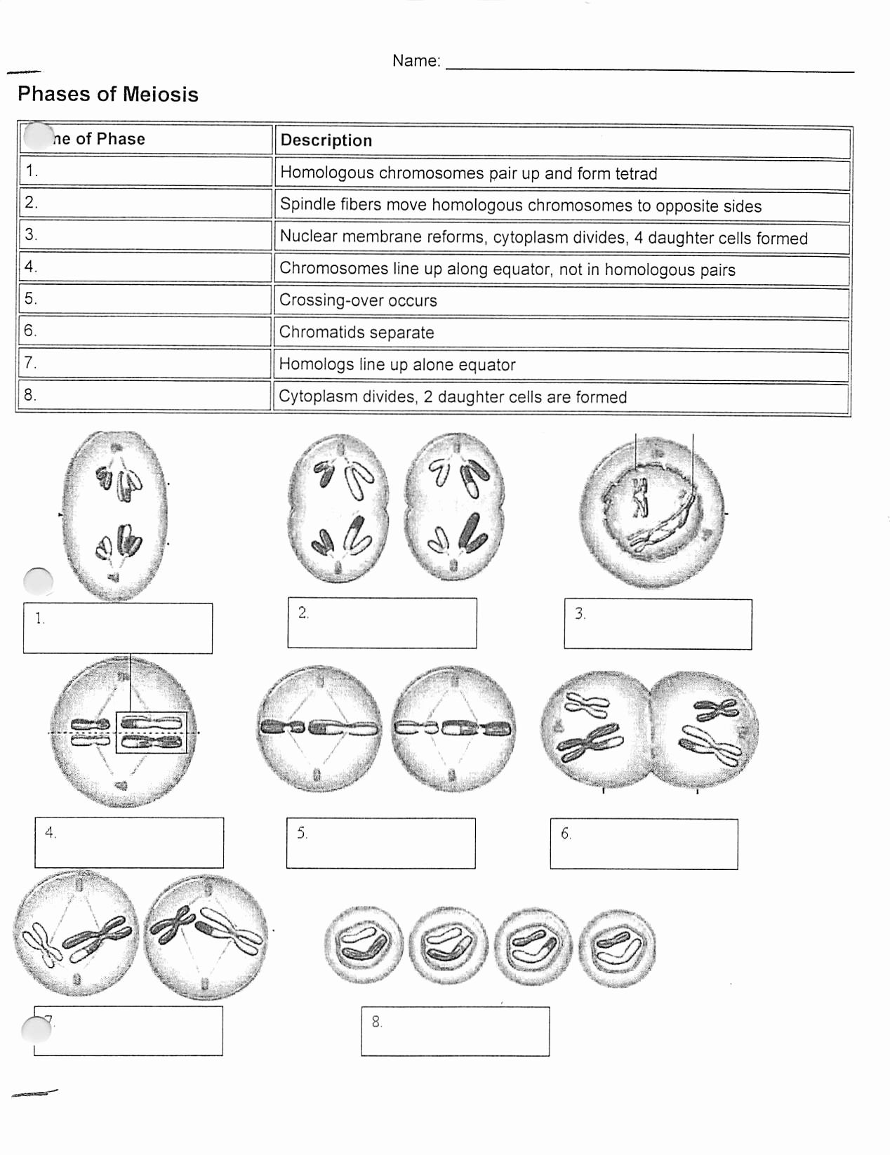 Phases Of Meiosis Worksheet Briefencounters