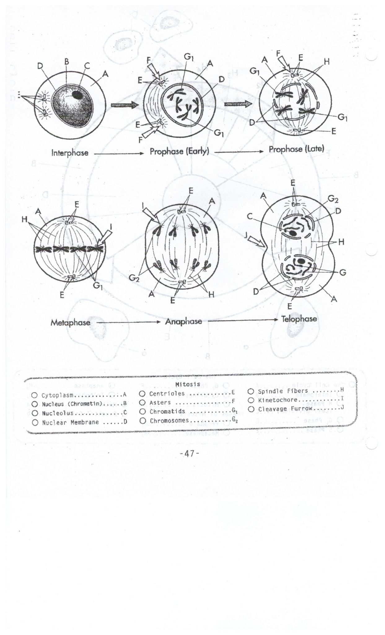 The Cell Cycle And Mitosis Worksheet