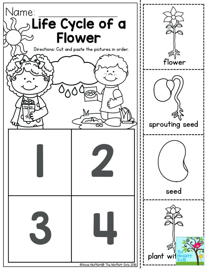 Plant Needs Worksheet Kindergarten Worksheet24