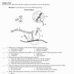 Excellent Protein Synthesis Worksheet Pdf Beautiful 18 New Pics Protein Nucleic Acids And Protein Synthesis Worksheet
