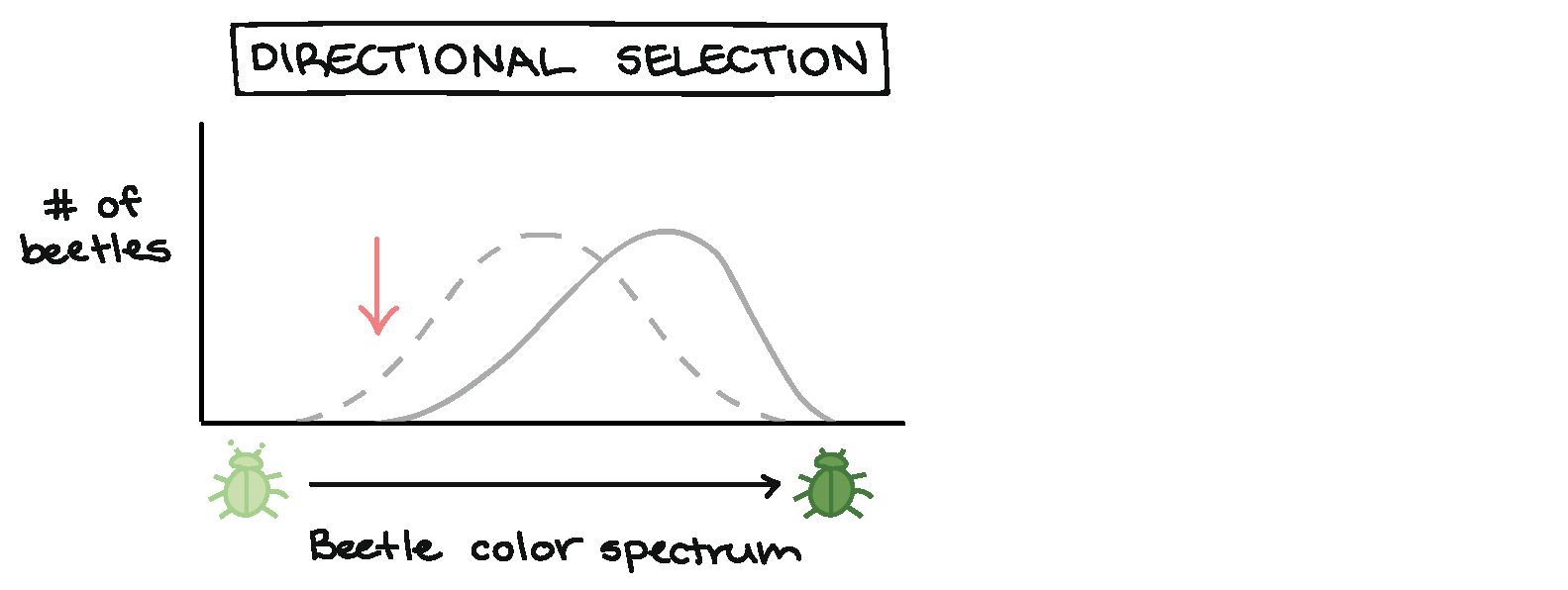 Speciation Worksheet Answers | Briefencounters