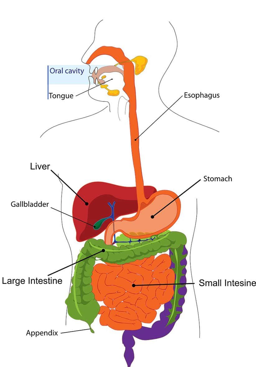 digestion system