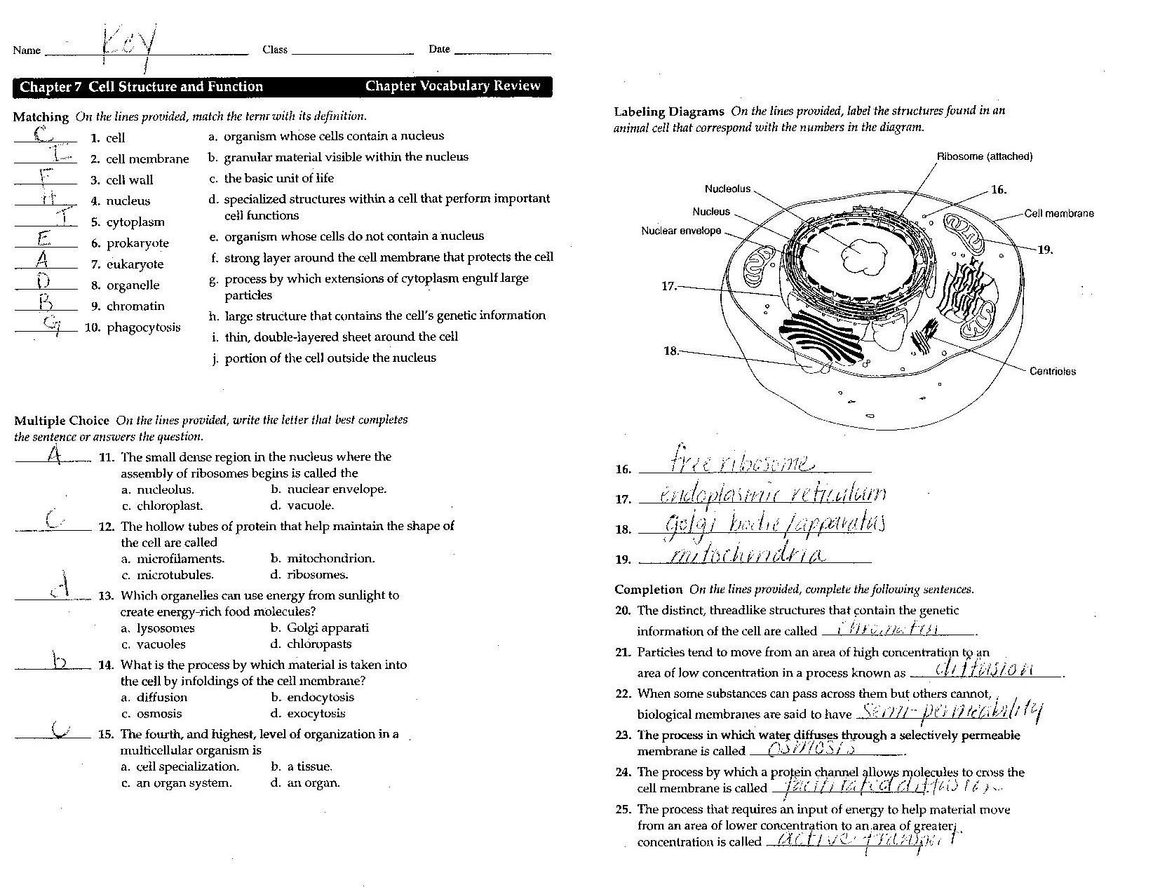 Tissue-Worksheet-Anatomy-Answer-Key