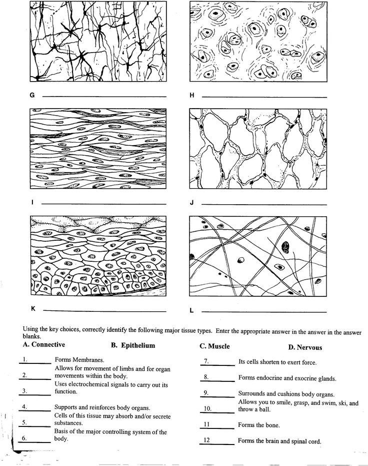 an-overview-of-fibrous-tissue-types-functions-faqs