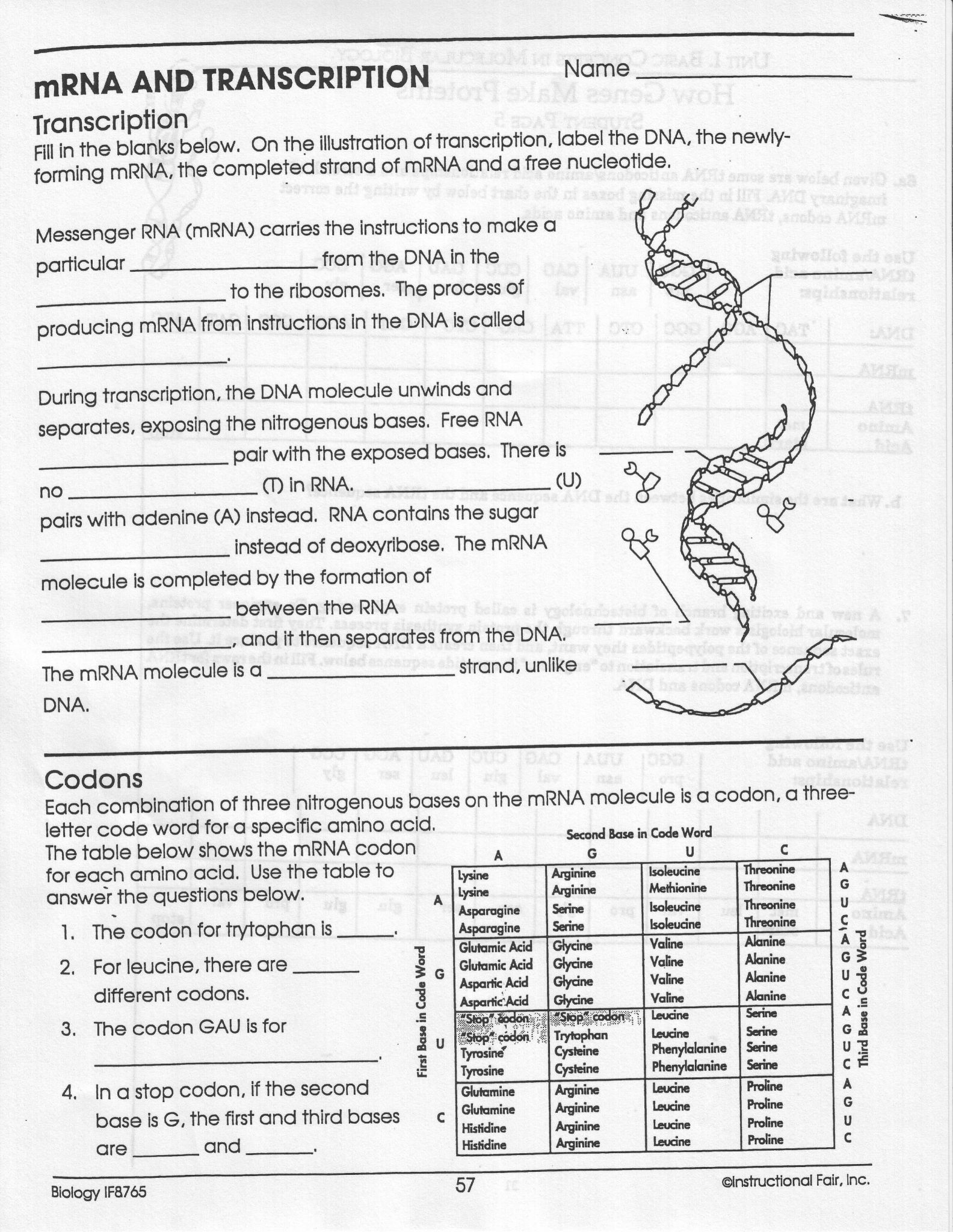 Transcription Translation Practice Worksheet