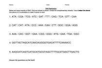 Dna Replication Worksheet Answer Key and Dna Replication Practice Worksheet Answers Livinghealthybulletin