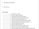 Dna Rna and Proteins Worksheet Answer Key and Worksheet Dna Rna and Protein Synthesis Answer Key